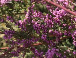 Image result for Muraltia