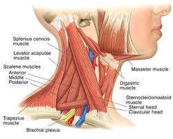 Striated muscle tissue is a muscle tissue that features repeating functional units called sarcomeres. Anterior Scalene Muscleì— ëŒ€í•œ ì´ë¯¸ì§€ ê²€ìƒ‰ê²°ê³¼ Neck Muscle Anatomy Sternocleidomastoid Muscle Muscle Anatomy