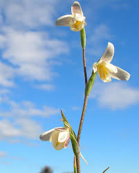 Image result for Hesperantha petitiana
