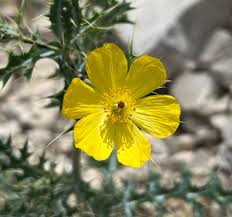 Image result for Argemone mexicana