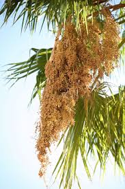 Image result for Acoelorrhaphe