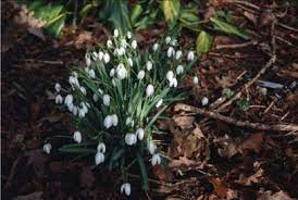 Galanthus Nivalis Common Snowdrop Partial Shade Plants Dry Shade Plants Cottage Garden Plants