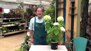 アナベルの育て方 日常管理 Youtube