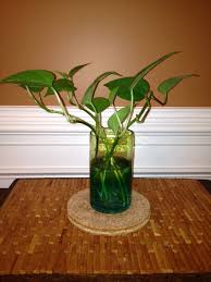 How to water pothos plants How To Propagate A Pothos Indoor Water Garden Plants Water Garden