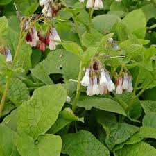 Image result for Hippocratea graciliflora