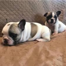 Alleviamo greyhound e whippet puntando all'eccellenza e selezionando solo le migliori linee che hanno. Allevamenti Cani In Veneto Elenco Allevatori Italiani