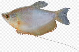 Sekalipun ukurannya kecil, warna dan corak ikan ini lumayan menarik lo! Ikan Air Tawar Air Tawar Ikan Gambar Png