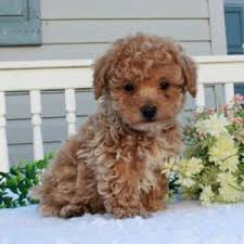 Cons to rescue group or shelter dog adoptions. Bichpoo Poochon Puppies For Sale Adopt Your Puppy Today Infinity Pups