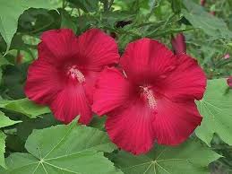 Ongewenste bladeren hebben zachte witte haartjes. Hardy Hibiscus Lord Baltimore Hibiscus Moscheutos 200 Seeds 2020 12 75 Picclick
