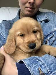47 adorable golden retriever mix breeds doggypedia tatli dostlar adorable breeds doggype sevimli kopekler yavru kopek cok sirin hayvanlar