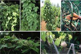 Image result for Dioscorea praehensilis