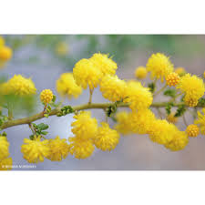Image result for Acacia lasiopetala