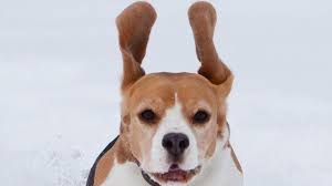 Image result for beagle spaceship