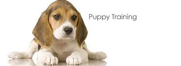 Our First Dog & Puppy training will... - Montrose VetCentre | Facebook