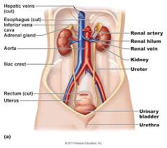 Sorbello Jennifer Honors Anatomy And Physiology