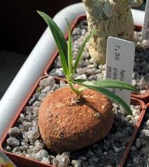 Image result for Raphionacme globosa