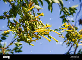 Image result for Nicotiana glauca