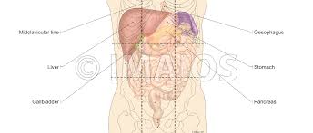 The division into four quadrants allows the localisation of pain and tenderness, scars, lumps, and other items of interest, narrowing in on which organs and tissues may be involved. Abdomen And Digestive System Diagrams Normal Anatomy E Anatomy