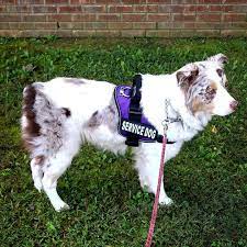 My Service Dog Paisley Dawn Red Merle Australian Shepherd Wearing Her Purple Service Dog Vest To Rais Service Dog Vests Service Dogs Breeds Service Dogs Gear