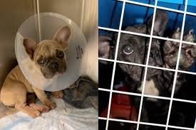 The french bulldog is a loving and affectionate dog breed that loves to play. 15 French Bulldogs Found At O Hare Airport Allowed To Stay In U S Chicago Sun Times