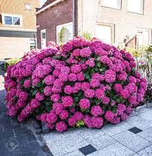 Hortensia (hydrangea) er en slekt av busker med omtrent 70 arter. Beautiful Pink Hortensia Hydrangea Macrophylla Growing In Street Near House Stock Photo Picture And Royalty Free Image Image 63428330