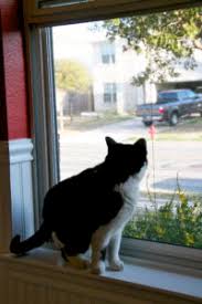 Shop metro screenworks — the screen experts for over 40 years! Cat Proof Retractable Screen Door Is It Possible Retractable Screens For Doors Windows