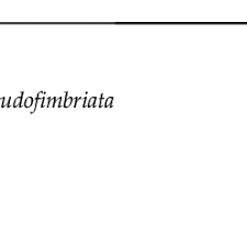 Image result for Xysmalobium heudelotianum