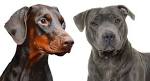 Pit Bull Doberman Mix - Dober Pit | Good Pit Bulls