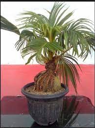 Merawat tanaman bonsai kelapa juga membutuhkan ketelitian yang tinggi karena jika tidak tanaman akan kekurangan gizi dan tidak akan bisa tumbuh. Cara Membuat Tanaman Bonsai Kelapa Pohon Bonsai Kelapa Hortikultura