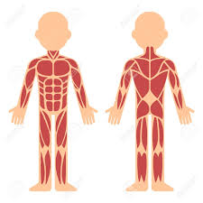Stylized Muscle Anatomy Chart Front And Back Male Body Major