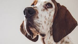 Basically as the name suggests we provide the content which we think , its necessary for you to watch. Is My Dog At Risk For Cancer