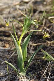 Image result for Ornithoglossum