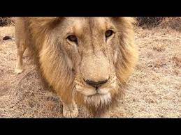 Walking With Lions Be Like George Yame The Lion Whisperer Youtube Lion Lions Yame