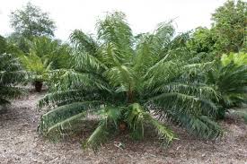 Image result for Encephalartos gratus