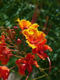 Mexican Bird Of Paradise In Pot Pin On Rocky Branch
