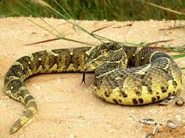 Black And Yellow Snake Texas Puff Adder In Angola The Most Poisonous Snake In The Country Snake Angola Poisonous Snakes