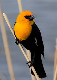 Black Bird With Orange Head Yellow Headed Blackbird By Paul Marto On 500px Black Bird Little Birds Pet Birds