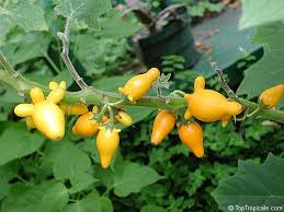 Image result for Solanum mammosum