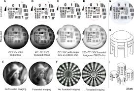 Welcome to eagle eye whales & dolphin watching. 3d Printed Eagle Eye Compound Microlens System For Foveated Imaging Science Advances