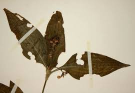 Image result for Aneilema pedunculosum