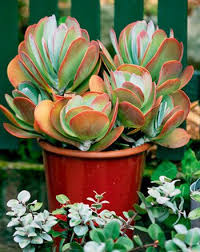 Kalanchoe Flapjack Grown For Their Interesting Fleshy Leaves And In Some Cases Their Vivid Flowers Kalanchoes Are A Colorful Succulents Plants Succulents