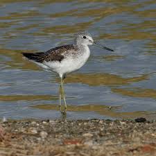 Image result for Trachypogon chevalieri