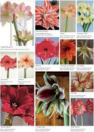 Amaryllis Florists Review Easy To Grow Flowers Bulb Flowers Farmers Market Flowers