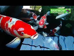 Sutisna review apa aja 123,365 views. Ikan Koi Besar Jumbo Super Mantap Youtube