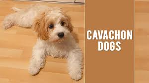 Cavachon Cute Fluffy And Adorable Dog Breed Petmoo