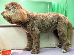 Pet Grooming: The Good, The Bad, & The Furry: Lamb Cut