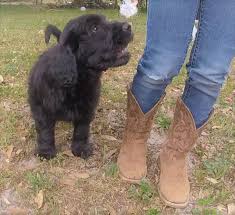 Still want a double down doodle? Double Doodle Puppy For Sale In Sarasota Fl Adn 71915 On Puppyfinder Com Gender Male Age 8 Weeks Old Double Doodle Puppies Puppies For Sale Double Doodle