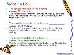 Take this quiz on fun health trivia and body trivia to know what are the craziest facts about the human body! The Human Body Trivia Game Workforce Planning Ppt Video Online Download