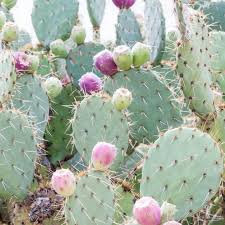 Went out to the island off the coast at benidorm spain.and picked a prickly pear off a cactus.owww!. Do You Know The Secret Of Really Beautiful Skin Made From This Prickly Pear Cactus Seeds Fr Everyday Beauty Routine Boho Style Design Beauty Routines