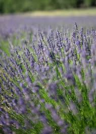 Lavendel blüht in den sommermonaten. Mein Lavendel Bluht Nicht Woran Kann Es Liegen Freudengarten